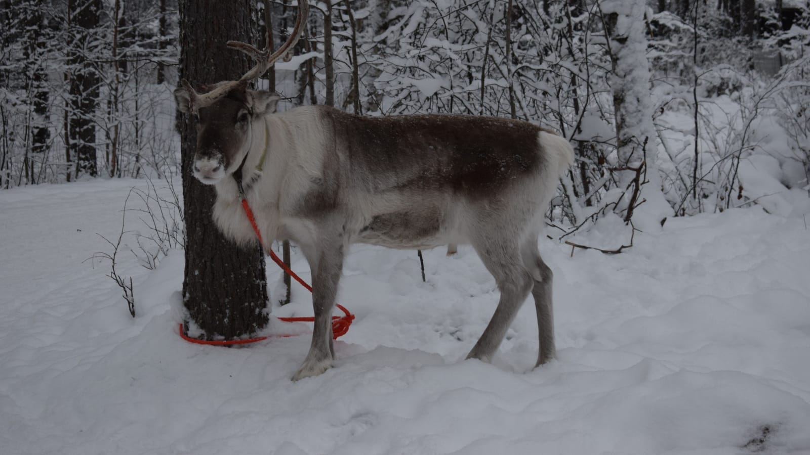 Things to do in Arctic Circle