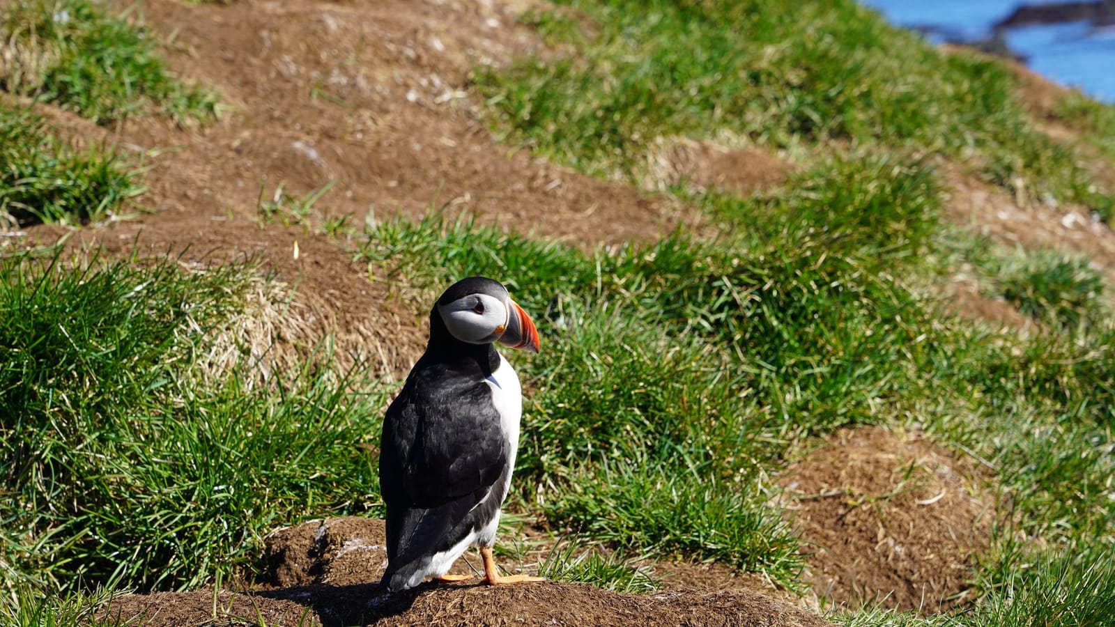 Things to do in Puffin