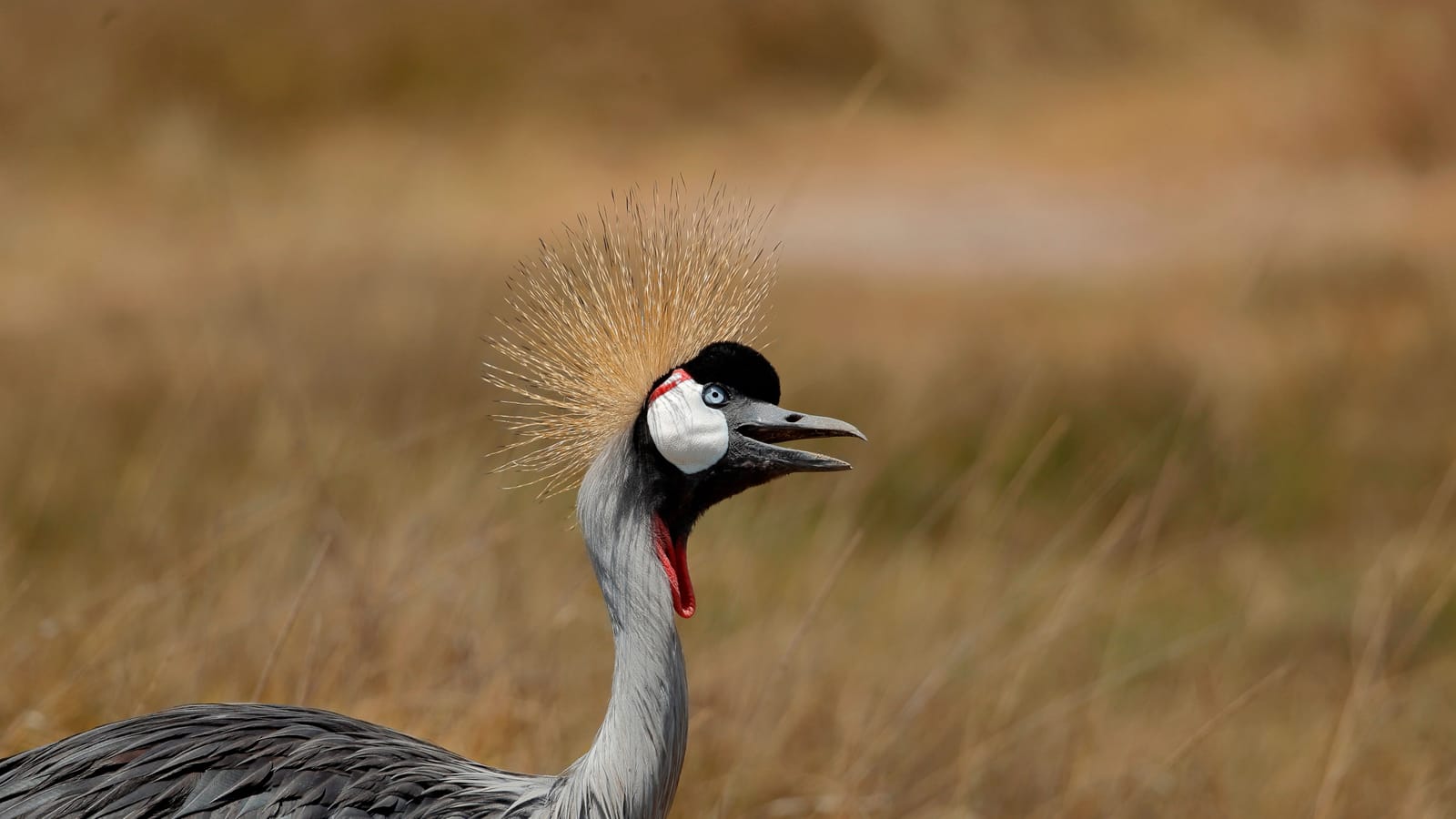 Things to do in Amboseli