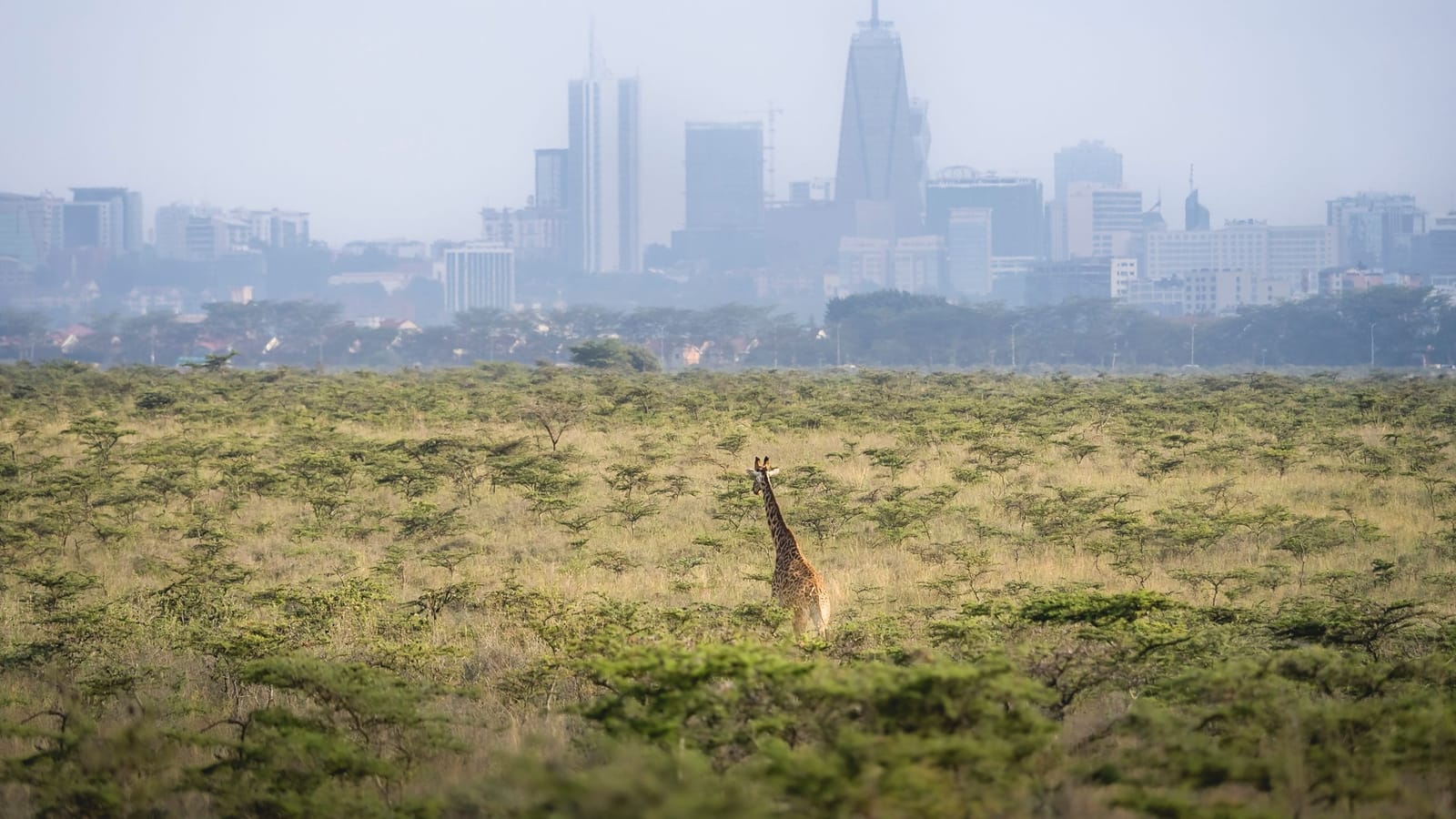 Things to do in Giraffe Centre