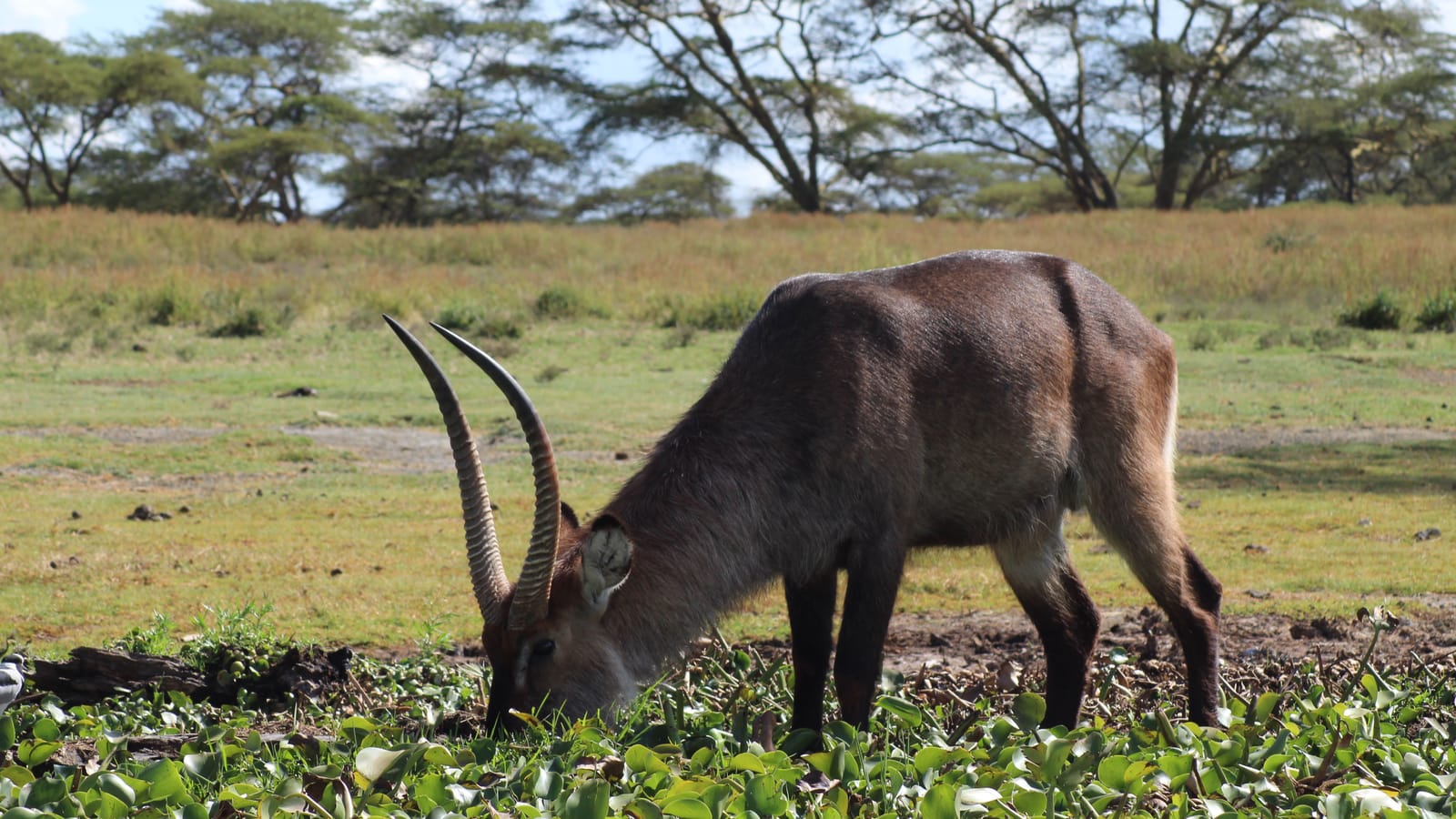 Things to do in Lake Naivasha