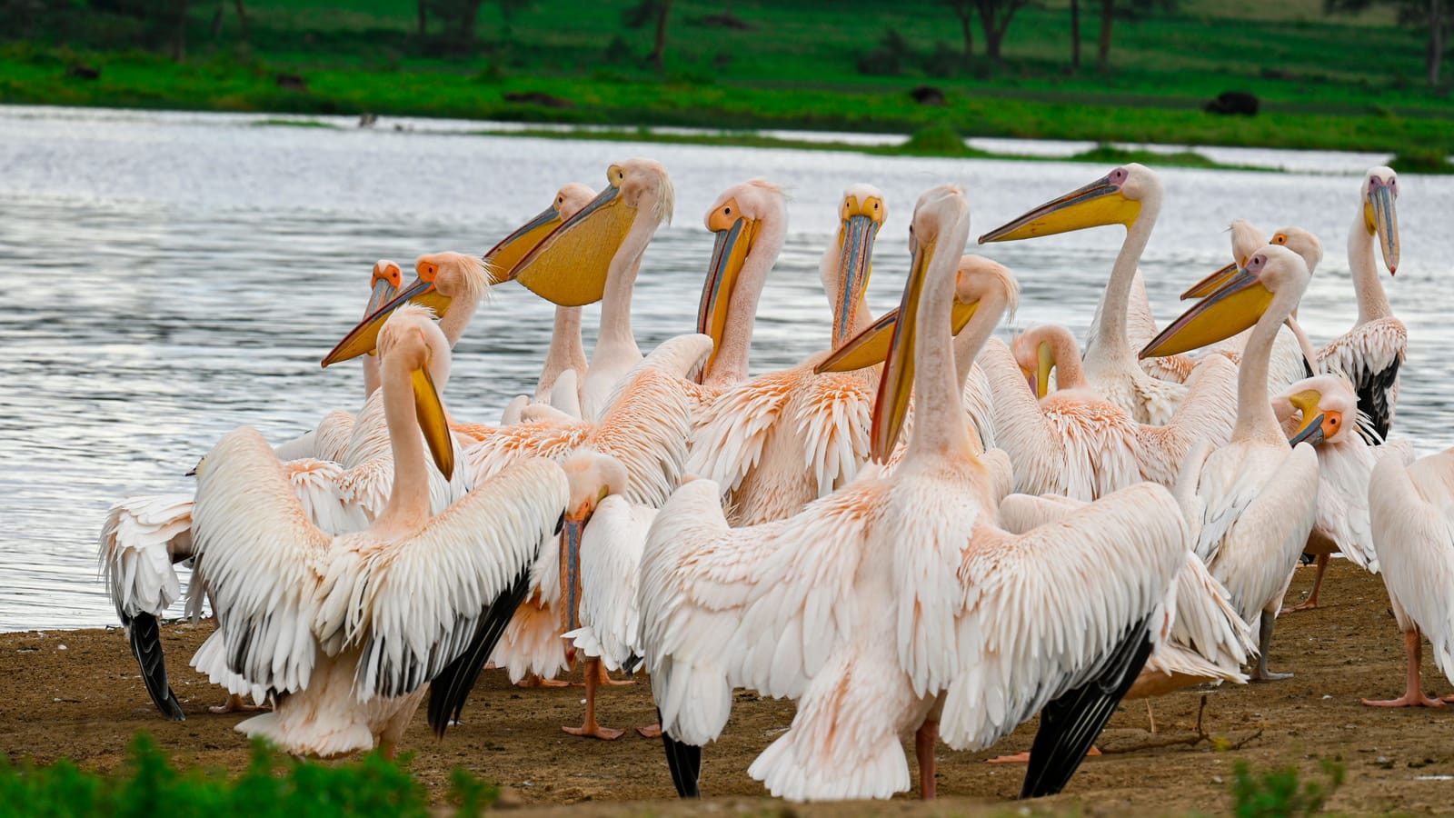Things to do in Lake Nakuru