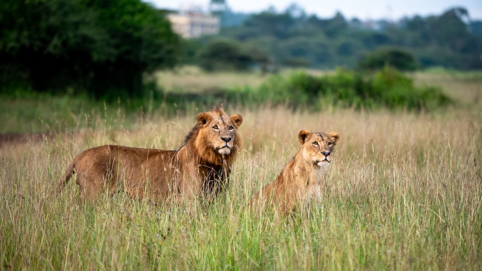Things to do in Nairobi National Park