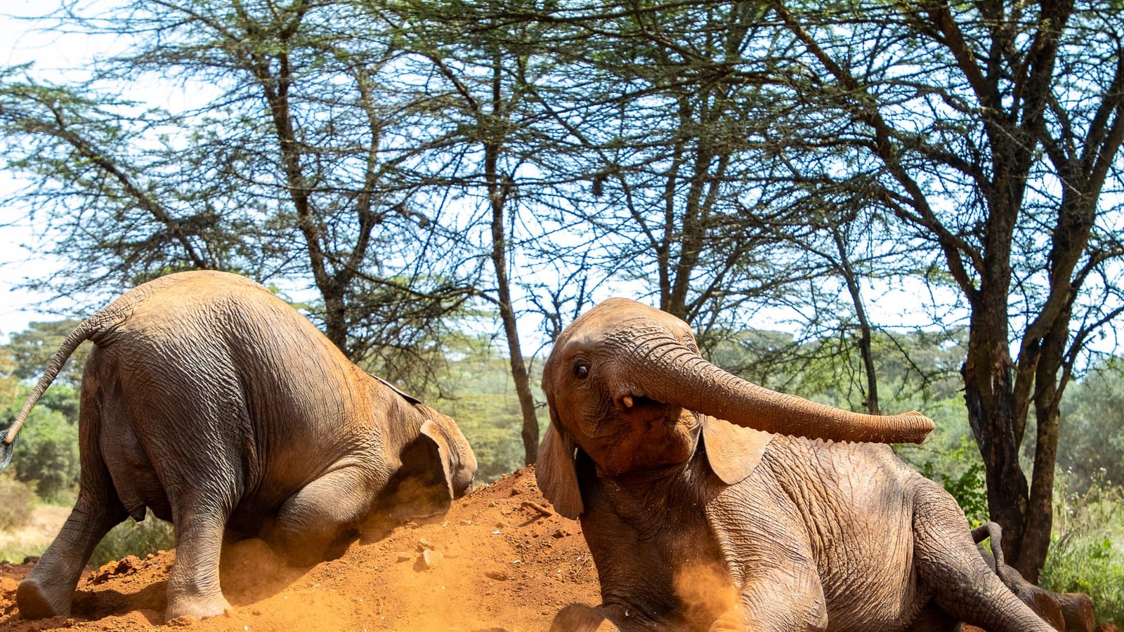 Things to do in Sheldrick