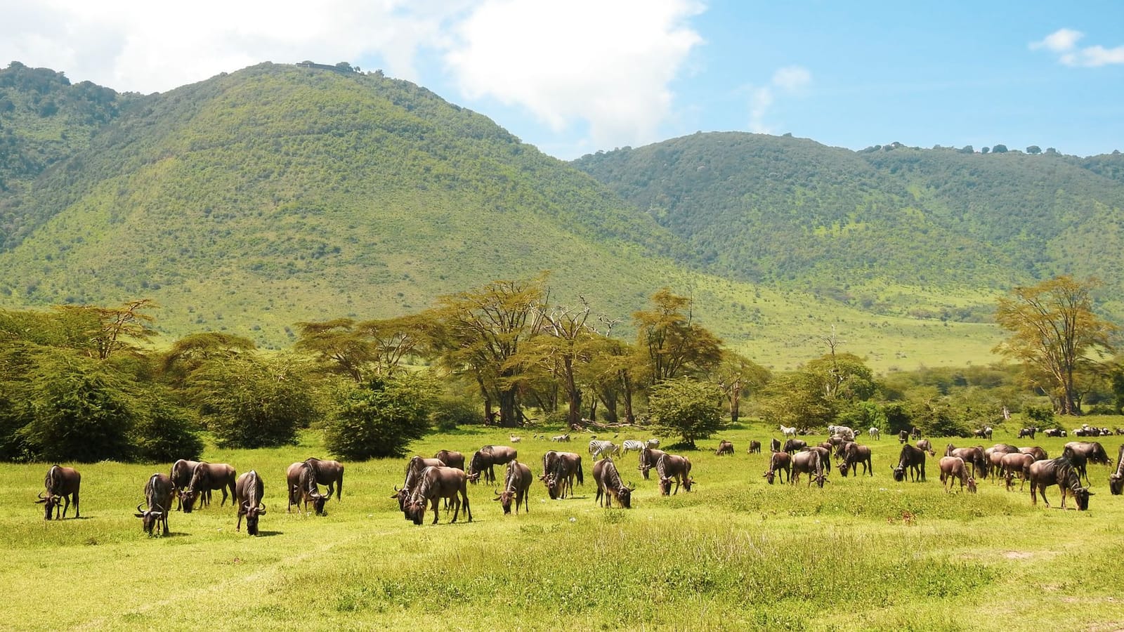 National Park, Arusha