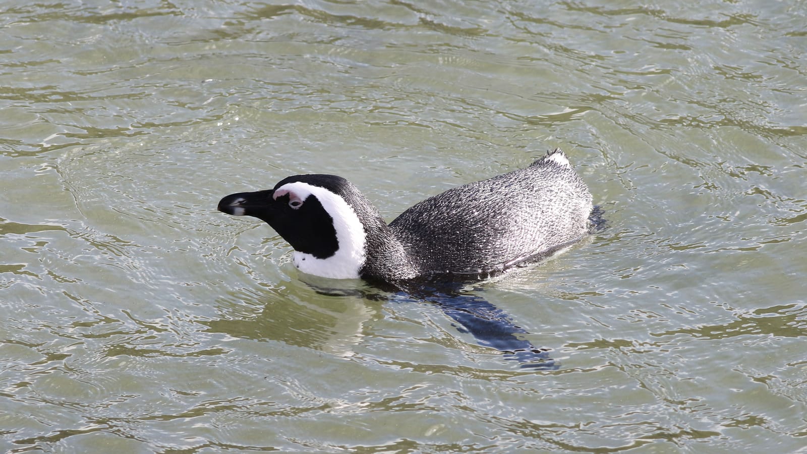 Things to do in Boulders Penguins