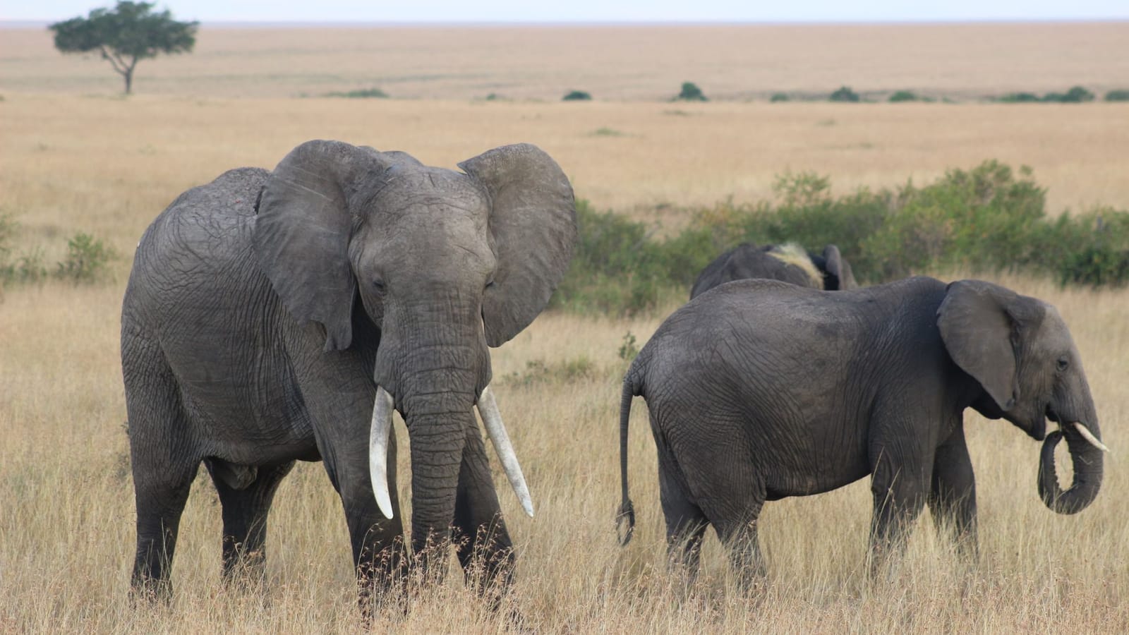 Things to do in Kenya