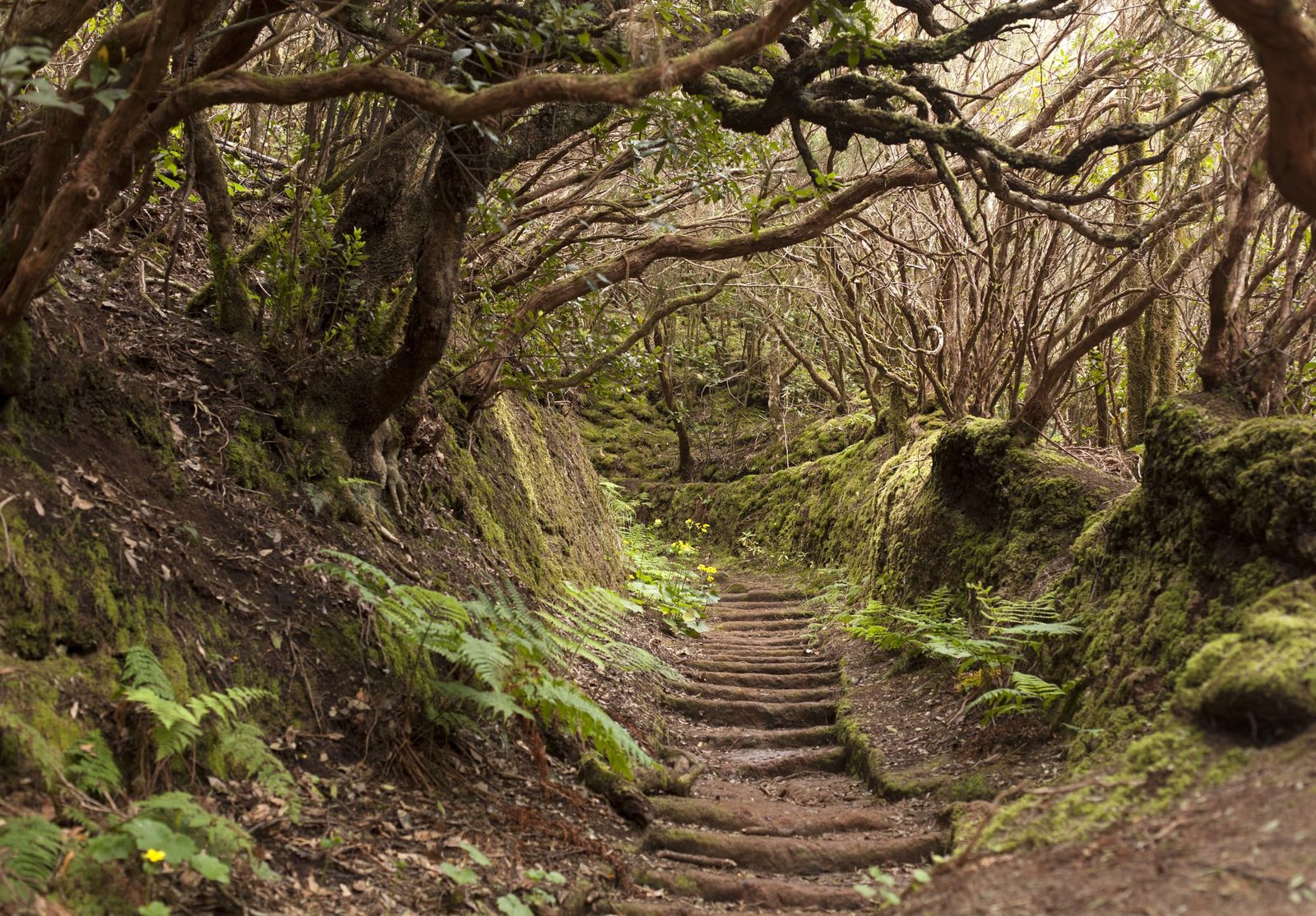Top 5 Things to do in Tenerife